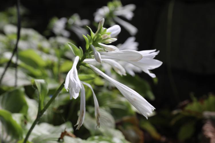 옥잠화 자생식물원 200824 김정인 (1).JPG